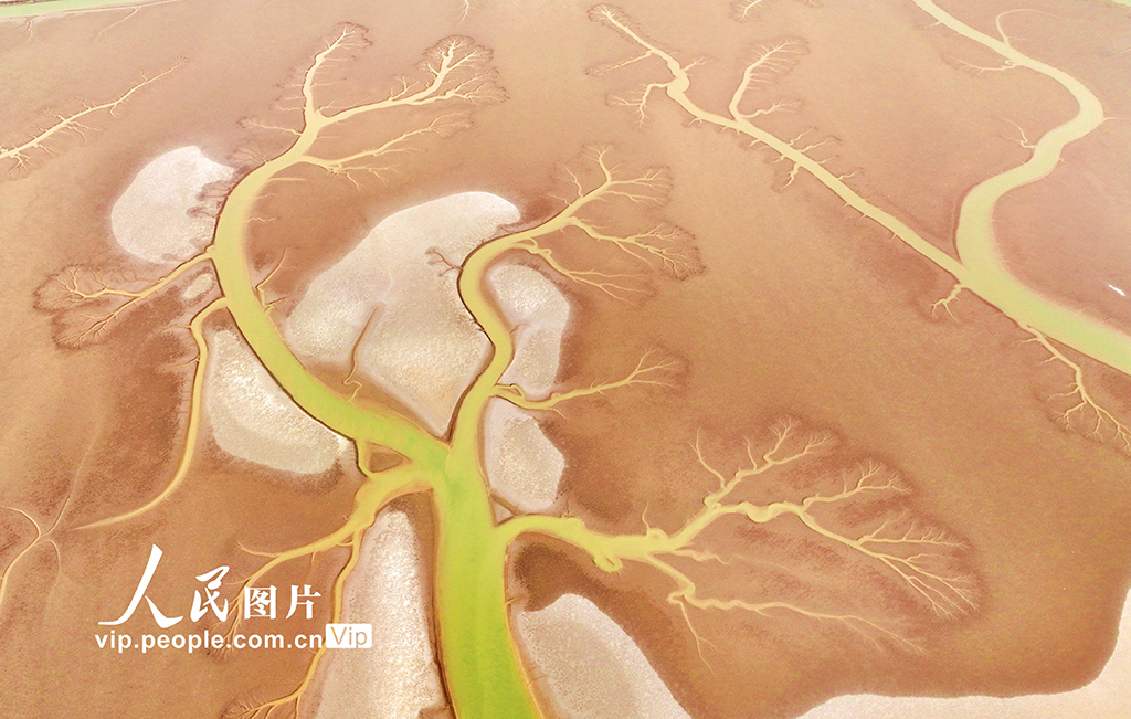 山东东营：生态湿地美如画【7】