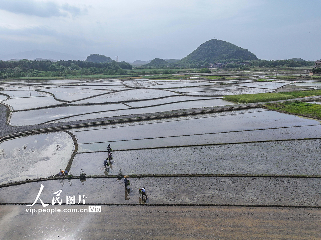 湖南道县：早稻栽插 田间绘新景【2】