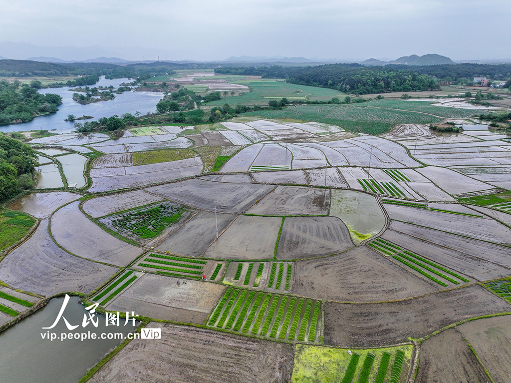 湖南道县：早稻栽插 田间绘新景【3】