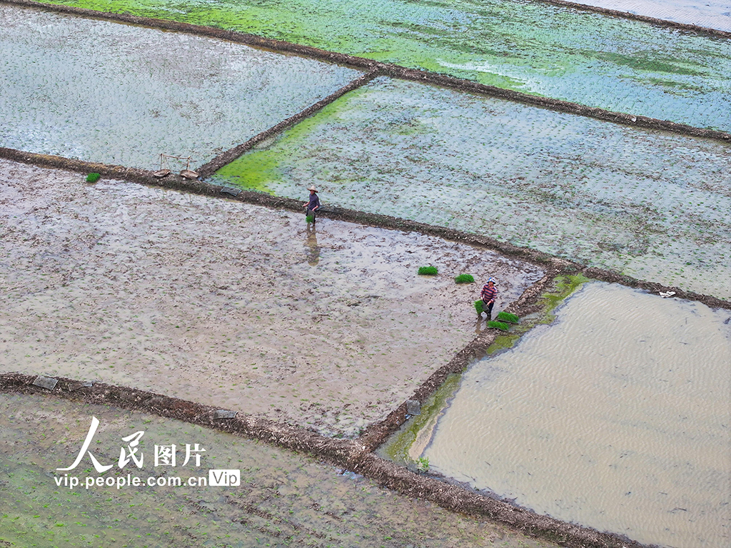 湖南道县：早稻栽插 田间绘新景【5】