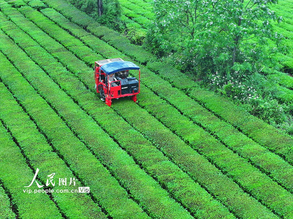 江西泰和：机器采茶忙