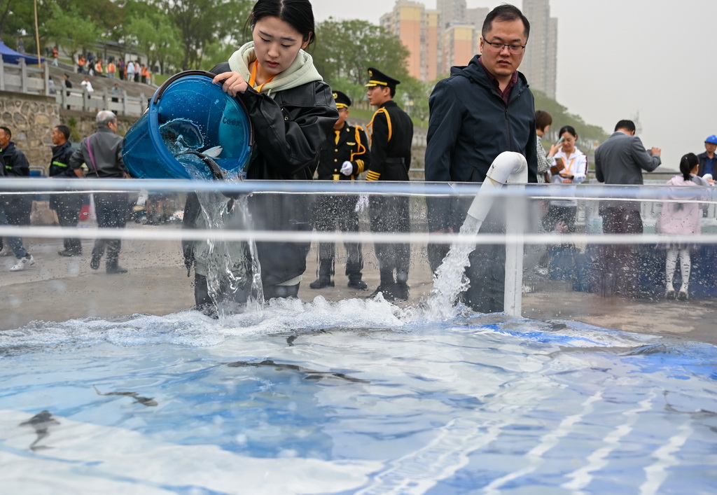 4月12日,在湖北省宜昌市胭脂园长江珍稀鱼类放流点,来自青岛农业大学渔业发展专业的何睿(左)将中华鲟投入放流装置。