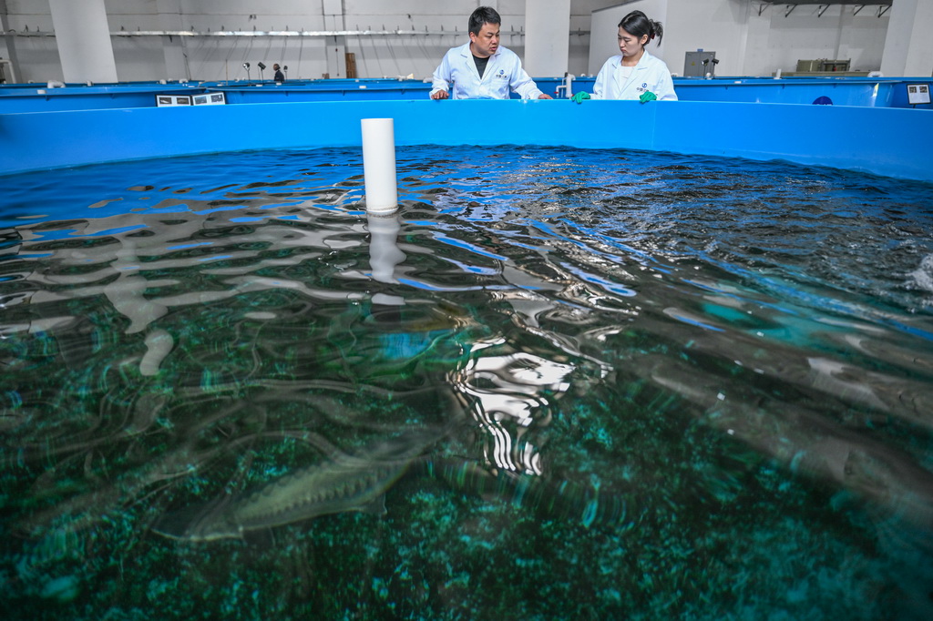 4月10日，在湖北省宜昌市三峡集团长江生物多样性研究中心，科研人员胡亚成（左）查看中华鲟状况。