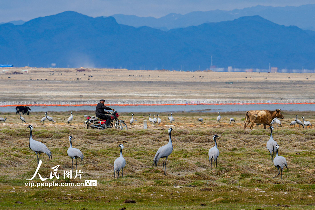 新疆巴里坤：湿地迎来候鸟迁徙高峰期