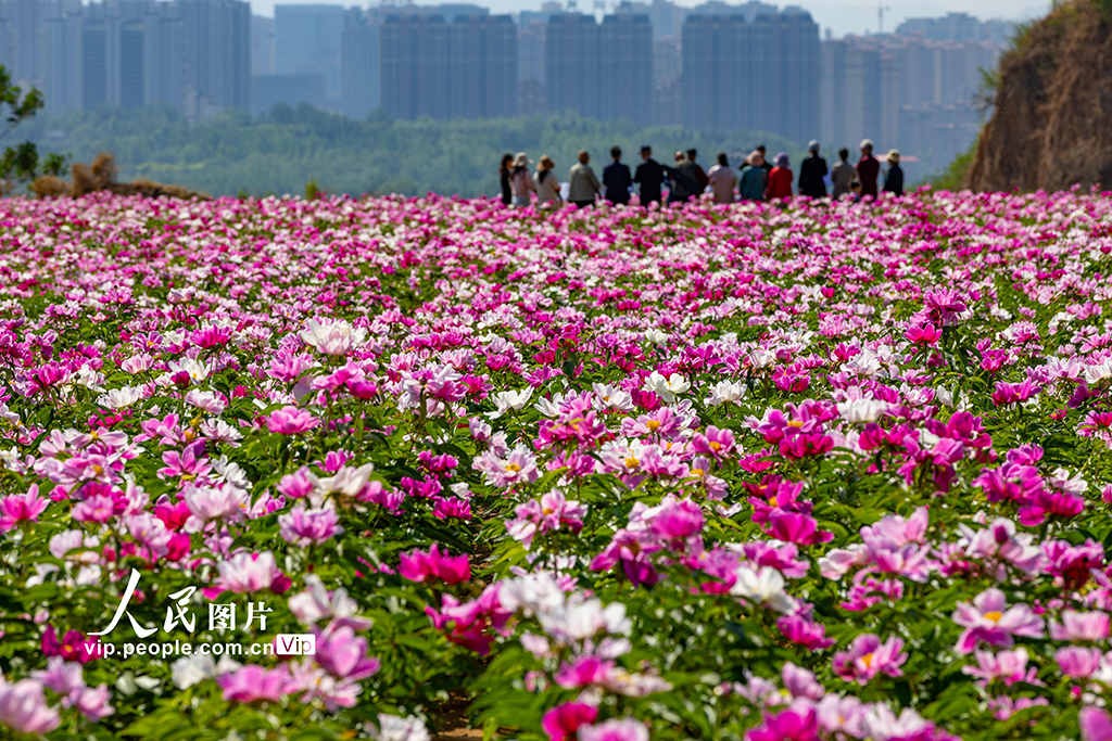 山西平陆：芍药花开绘就农旅融合新图景