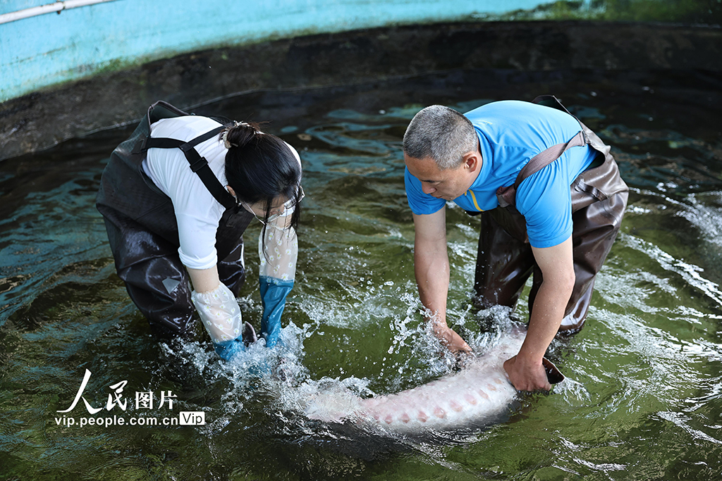 四川长宁：80万尾长江鲟幼苗成功孵化