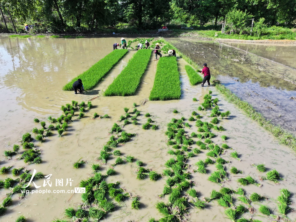 5月2日，在湖南省常宁市庙前镇，村民在起秧苗。
