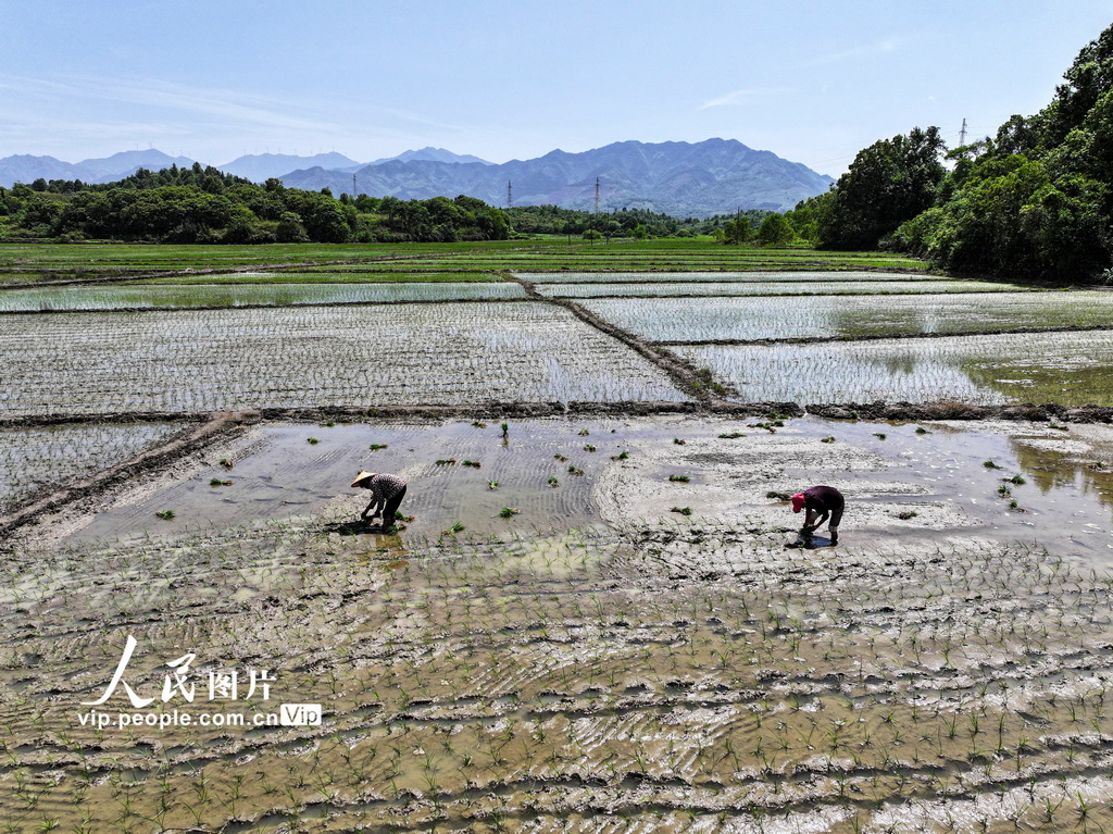 5月2日，在湖南省常宁市庙前镇，村民在起秧苗。