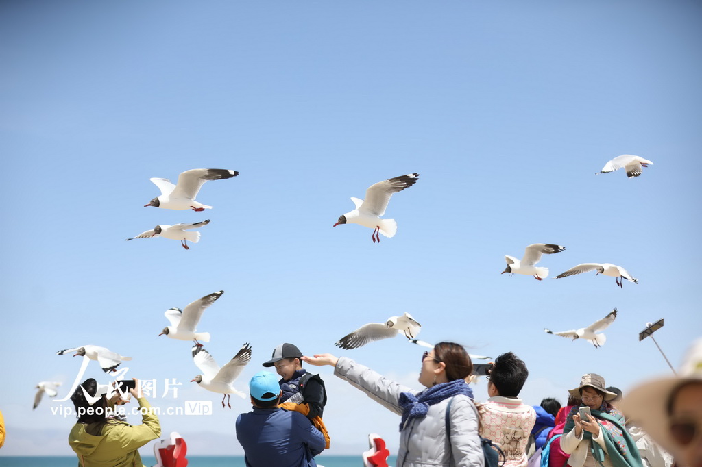 青海海南：鸥鸟翔集