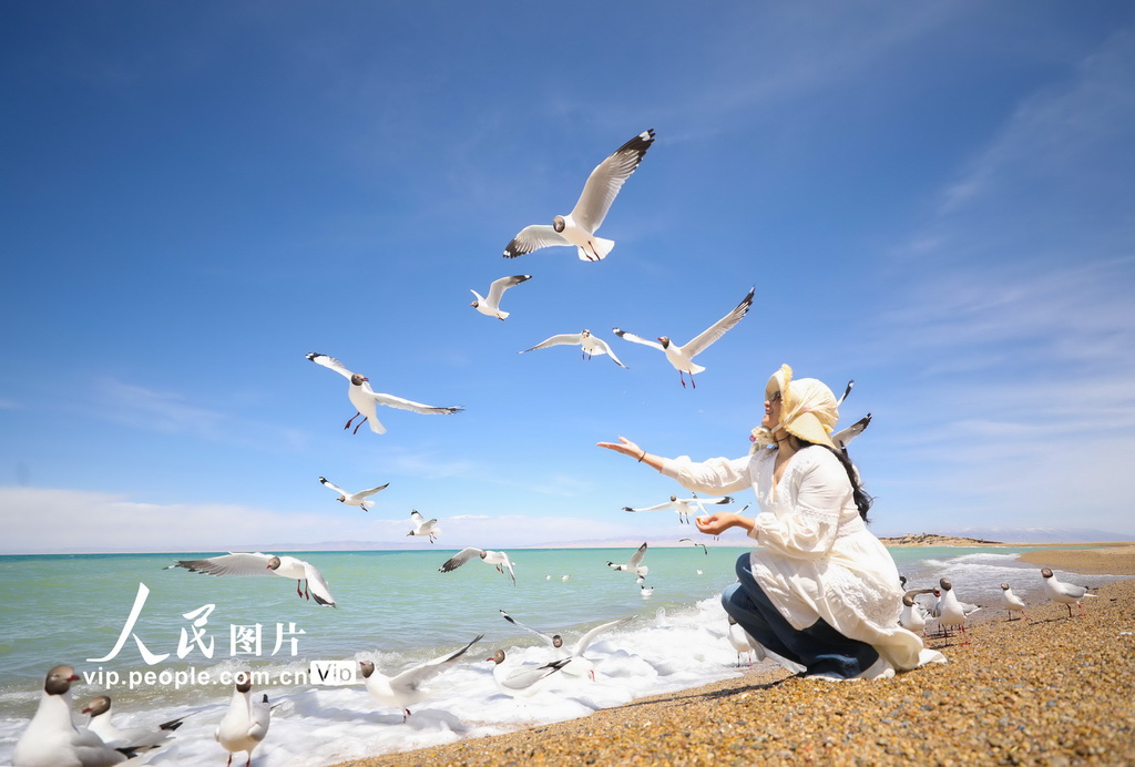 青海海南：鸥鸟翔集【4】