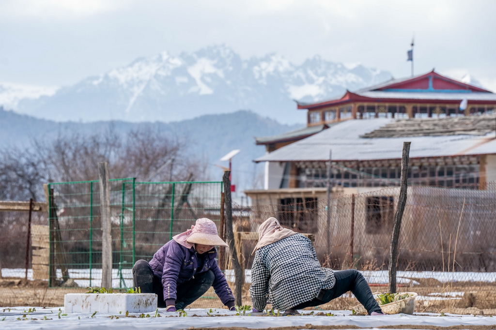 农民在云南省迪庆州香格里拉市建塘镇种植莴笋（2024年3月9日摄）。