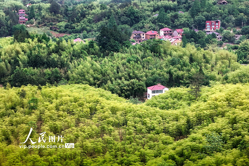 浙江安吉：初夏竹乡绿意盎然【2】