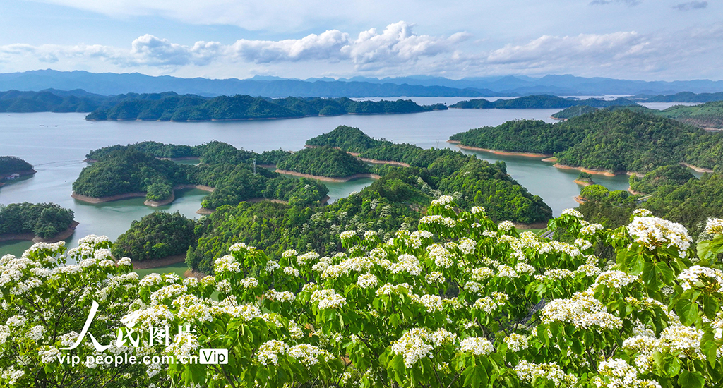 浙江淳安：桐花绽放【2】