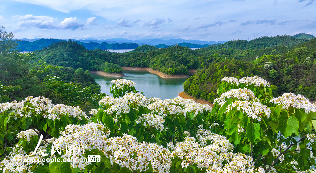 浙江淳安：桐花绽放【3】