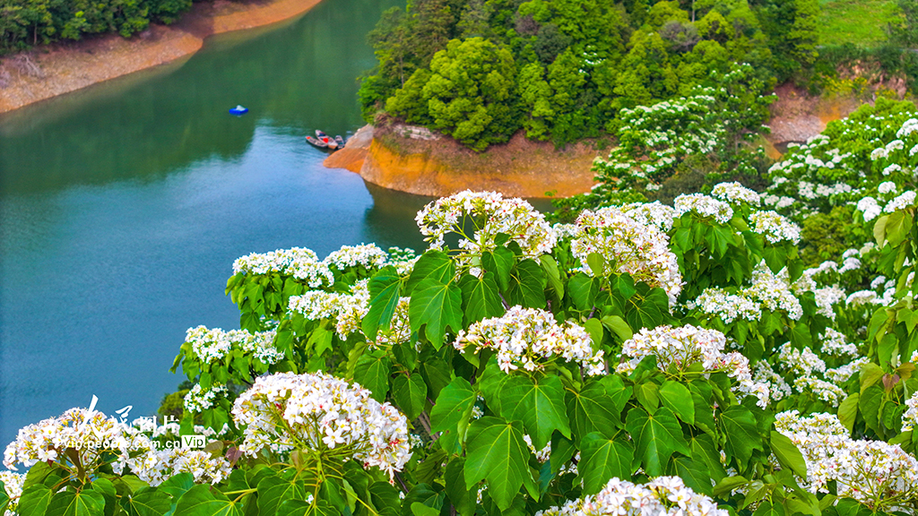 浙江淳安：桐花绽放【4】