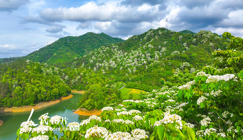 浙江淳安：桐花绽放【5】