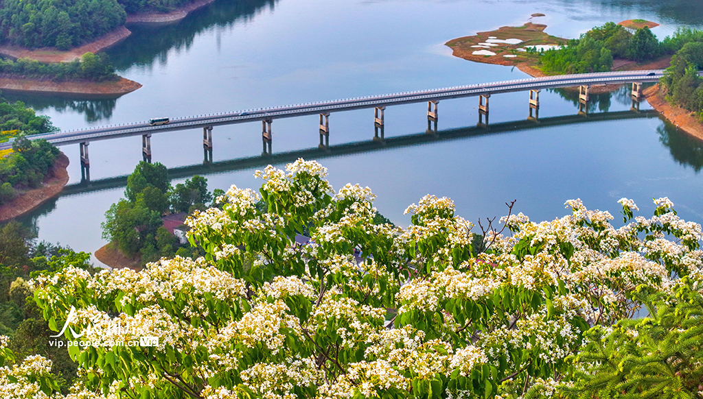 浙江淳安：桐花绽放【6】