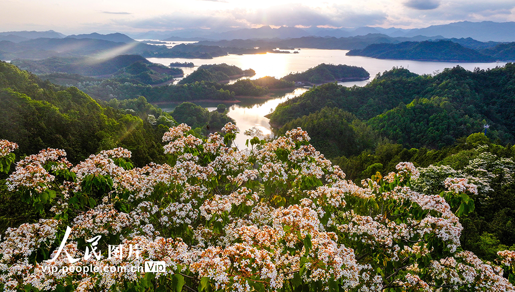 浙江淳安：桐花绽放【7】
