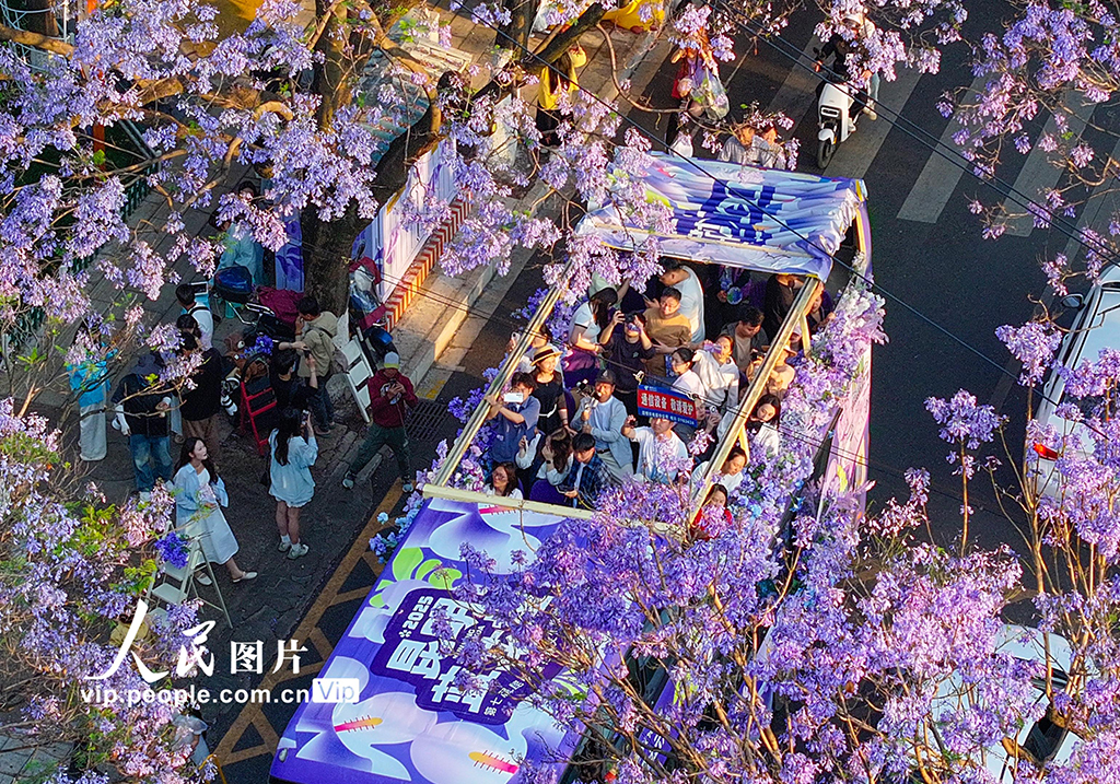 云南昆明：蓝花楹如期开放引游人观赏【4】
