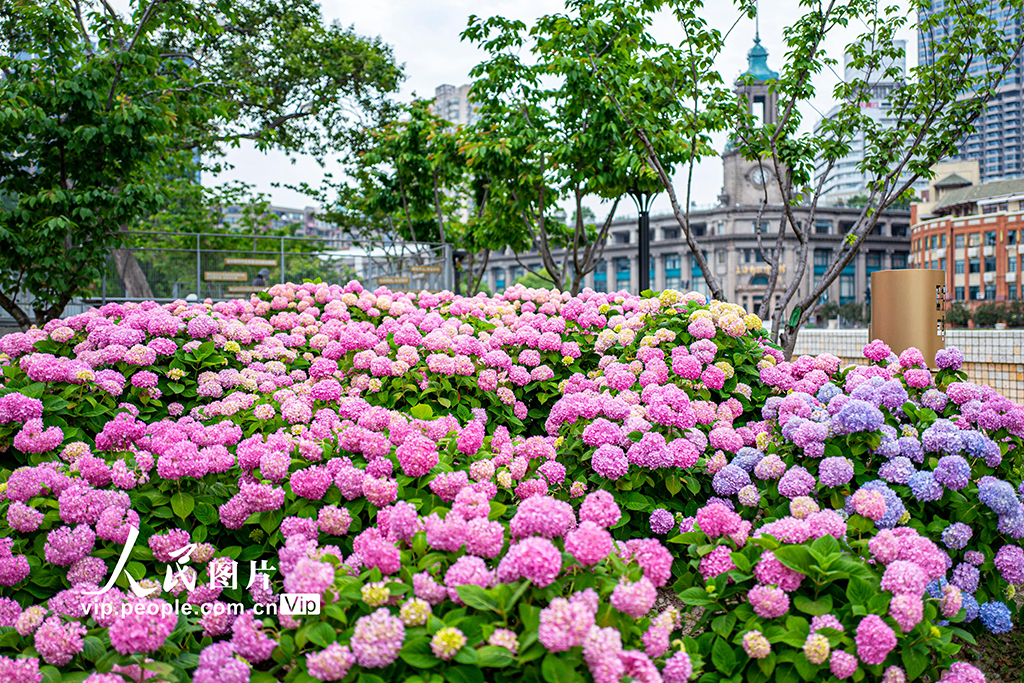 上海：苏州河畔绣球花开【5】