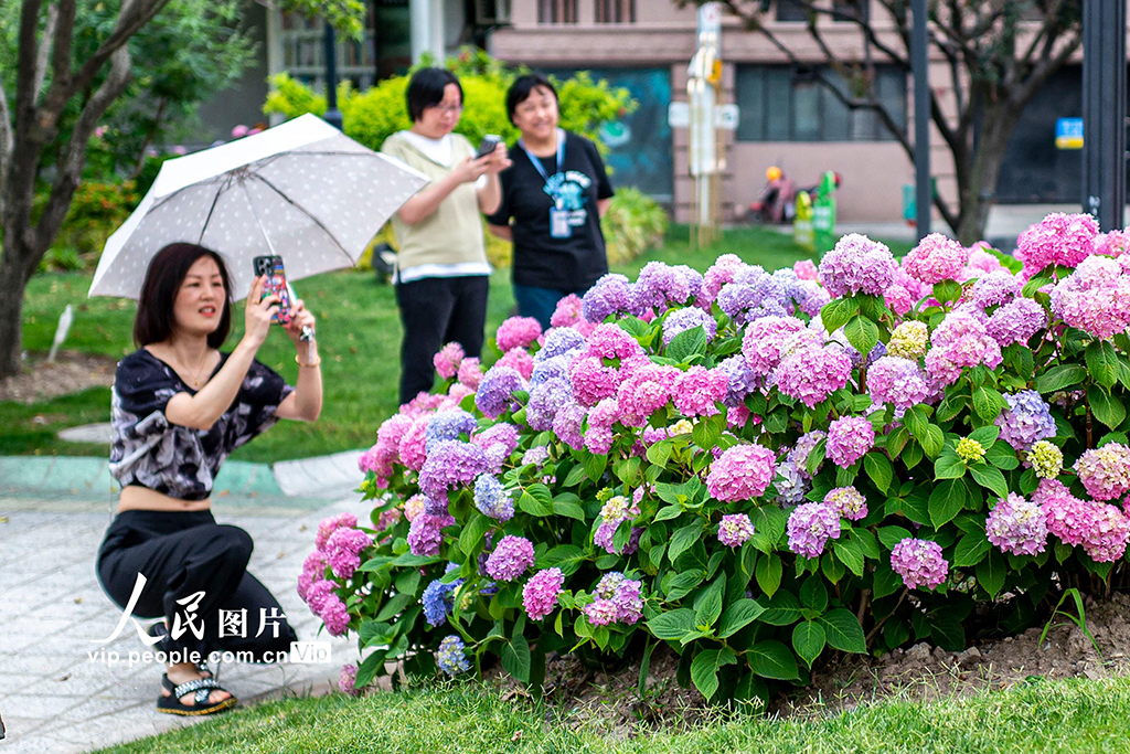 上海：苏州河畔绣球花开【2】