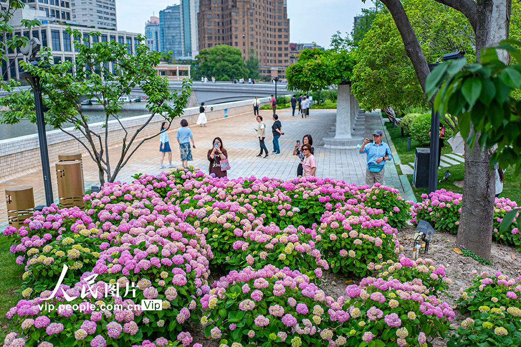 上海：苏州河畔绣球花开【3】
