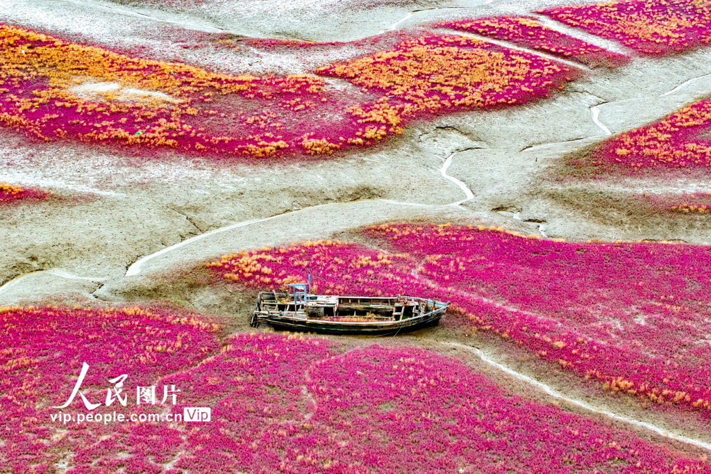 青岛红海滩湿地风光