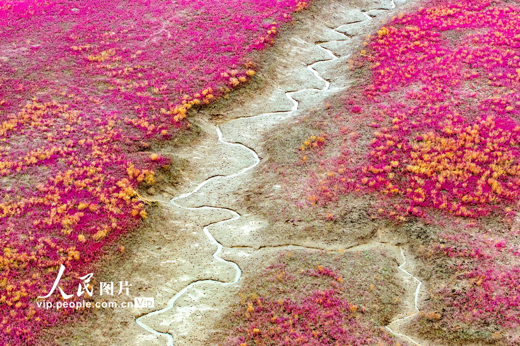 青岛红海滩湿地风光【3】