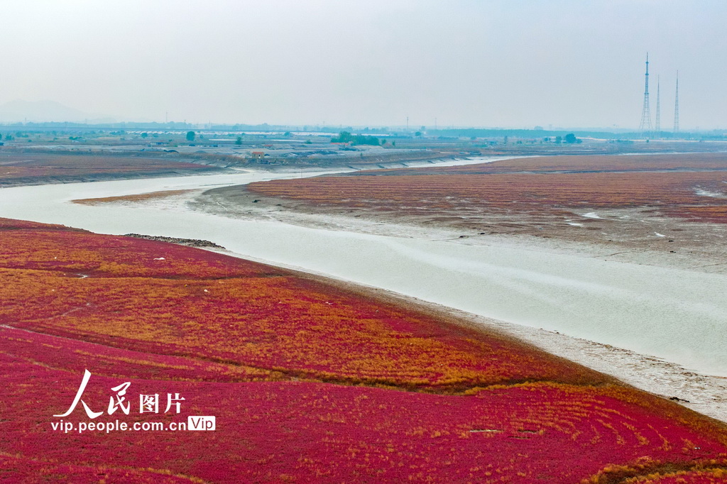 青岛红海滩湿地风光【4】