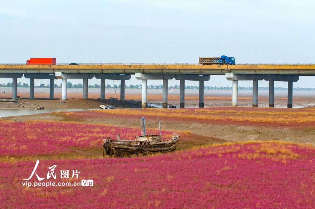 青岛红海滩湿地风光【5】