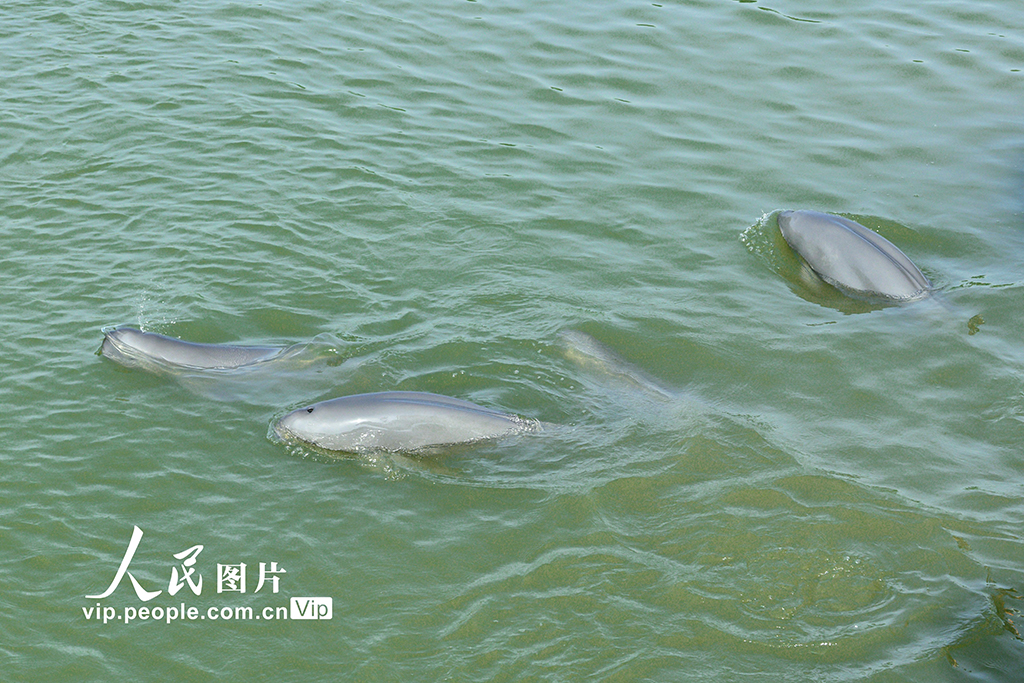 安徽铜陵：江豚逐浪嬉戏【3】