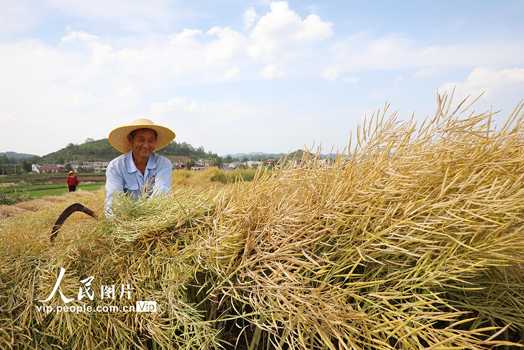 湖北房县：油菜喜丰收 田间收割忙【3】
