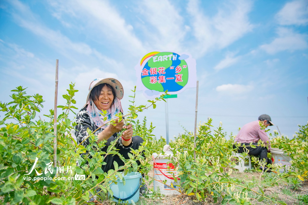 江苏宿迁：金银花产业助增收【2】