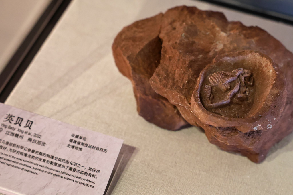 这是展出的英贝贝鸭嘴龙类胚胎化石（5月26日摄）。
