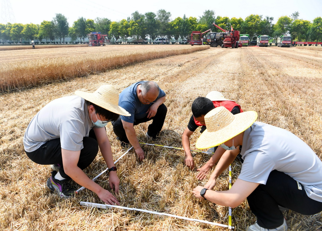 5月28日，在活动现场，工作人员在选定的采样区域捡拾掉落的麦粒。