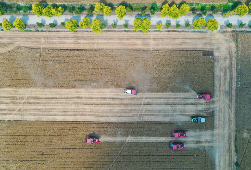 这是5月28日在河南省周口市商水县张庄镇张坡村拍摄的活动现场（无人机照片）。