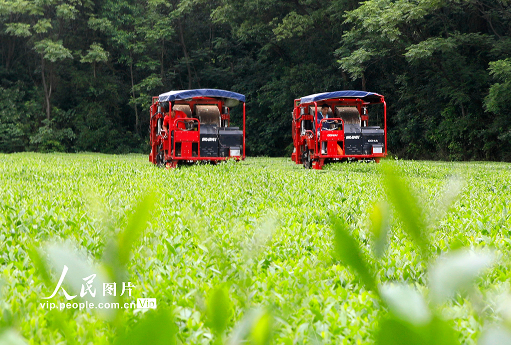 江西泰和：智能机器采收夏茶