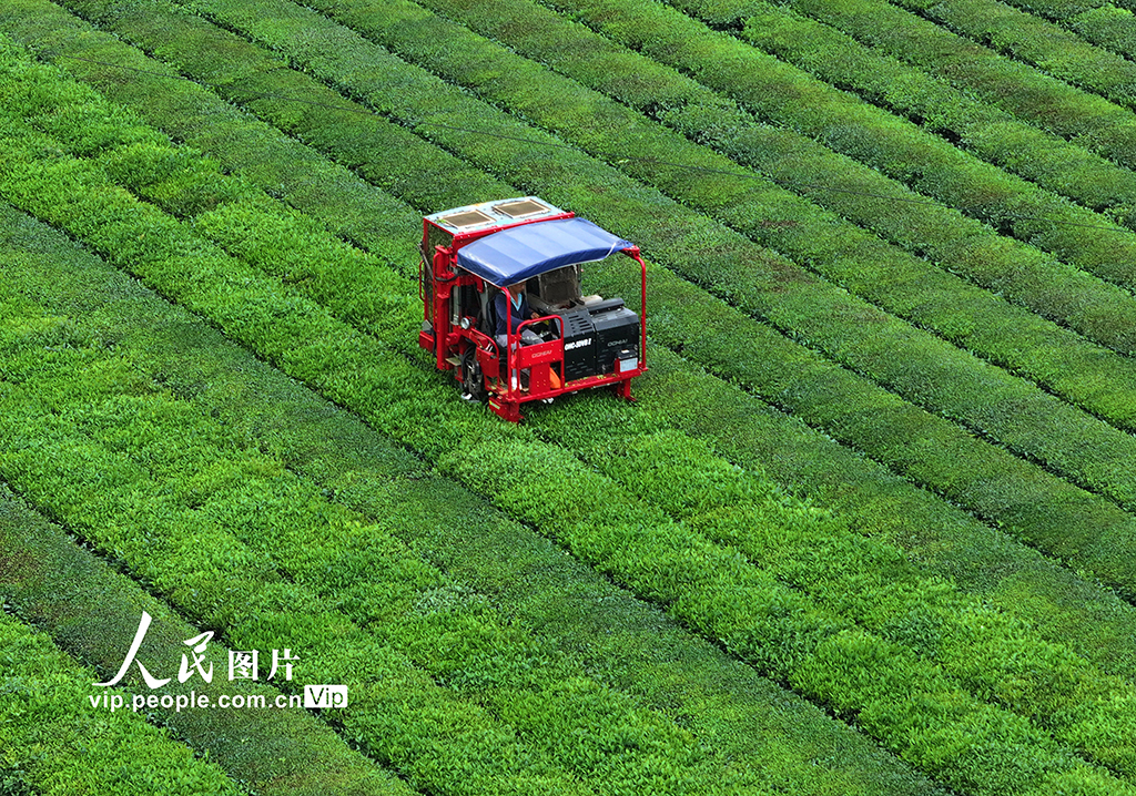 江西泰和：智能机器采收夏茶【6】