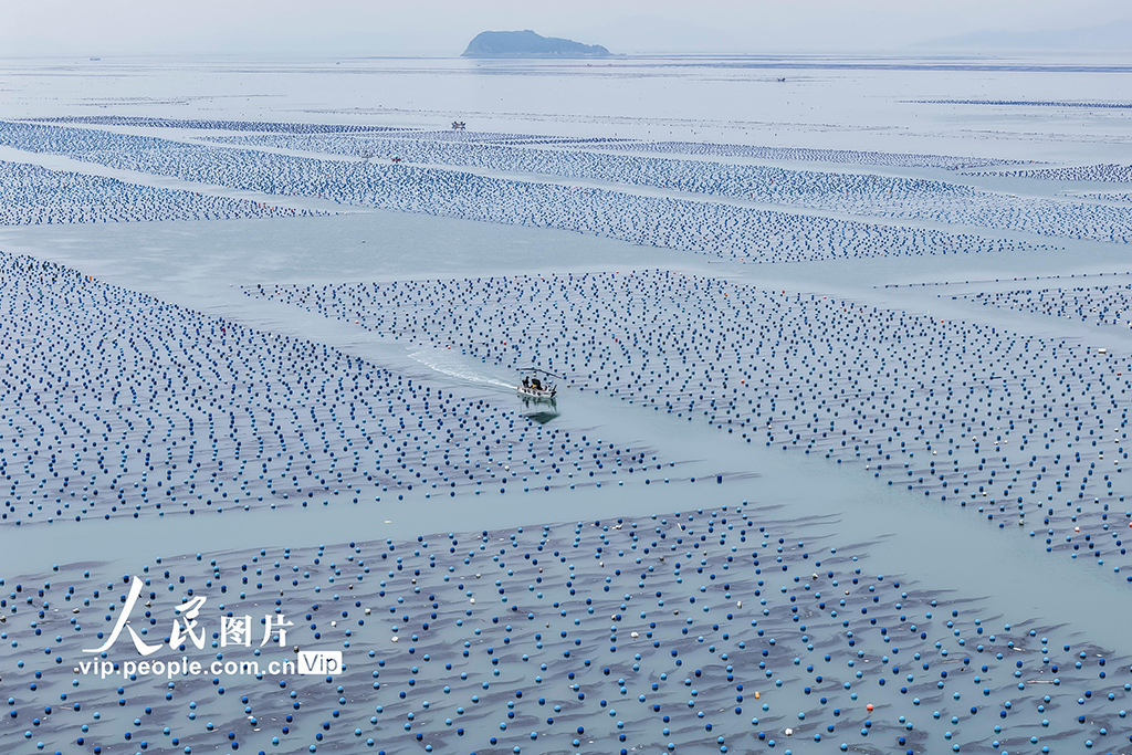 福建连江：夏日“海洋牧场”耕作忙