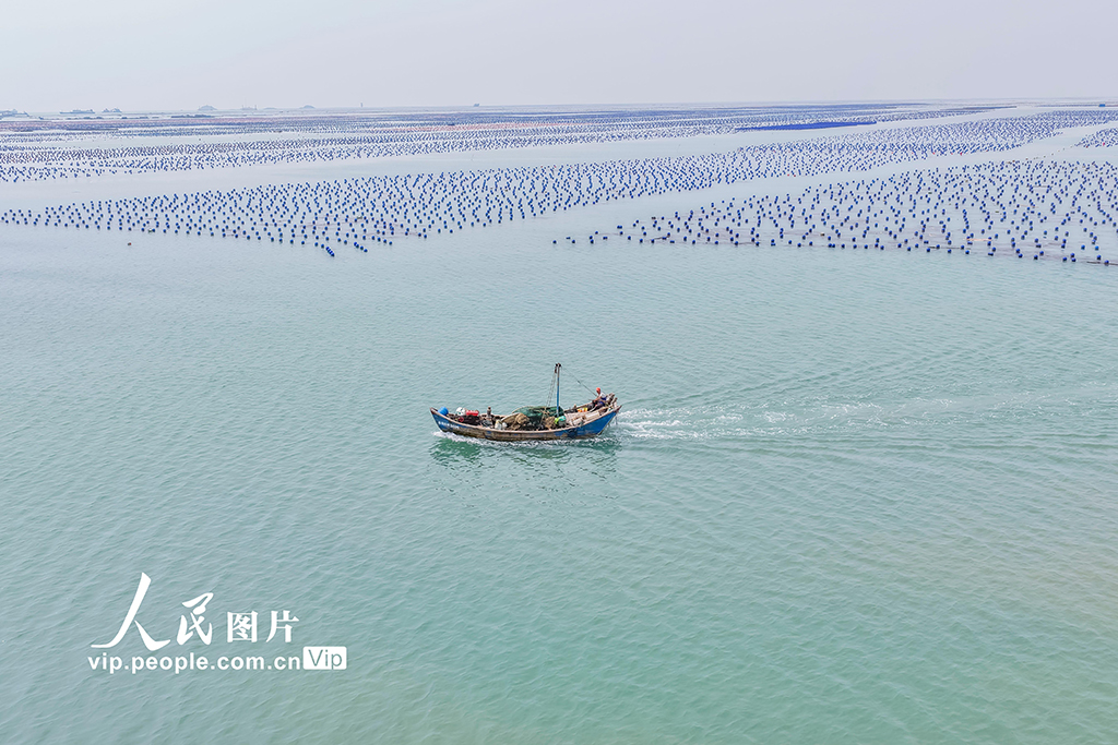 福建连江：夏日“海洋牧场”耕作忙【3】