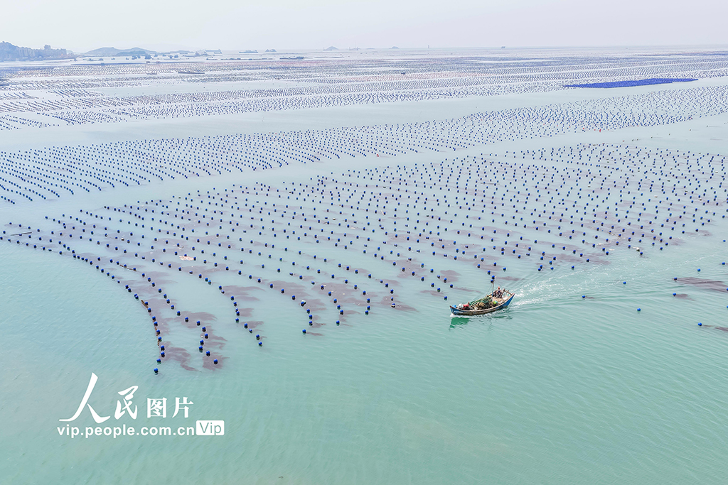 福建连江：夏日“海洋牧场”耕作忙【4】
