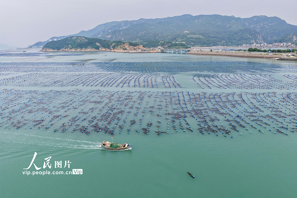 福建连江：夏日“海洋牧场”耕作忙【5】
