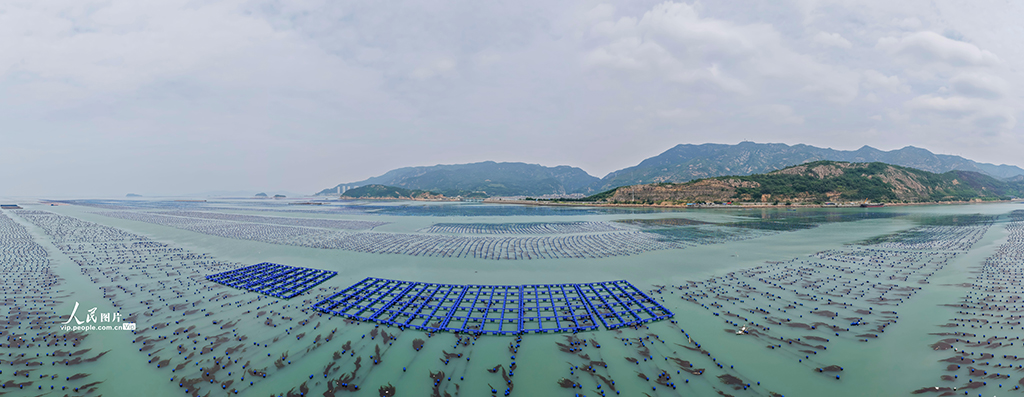 福建连江：夏日“海洋牧场”耕作忙【8】