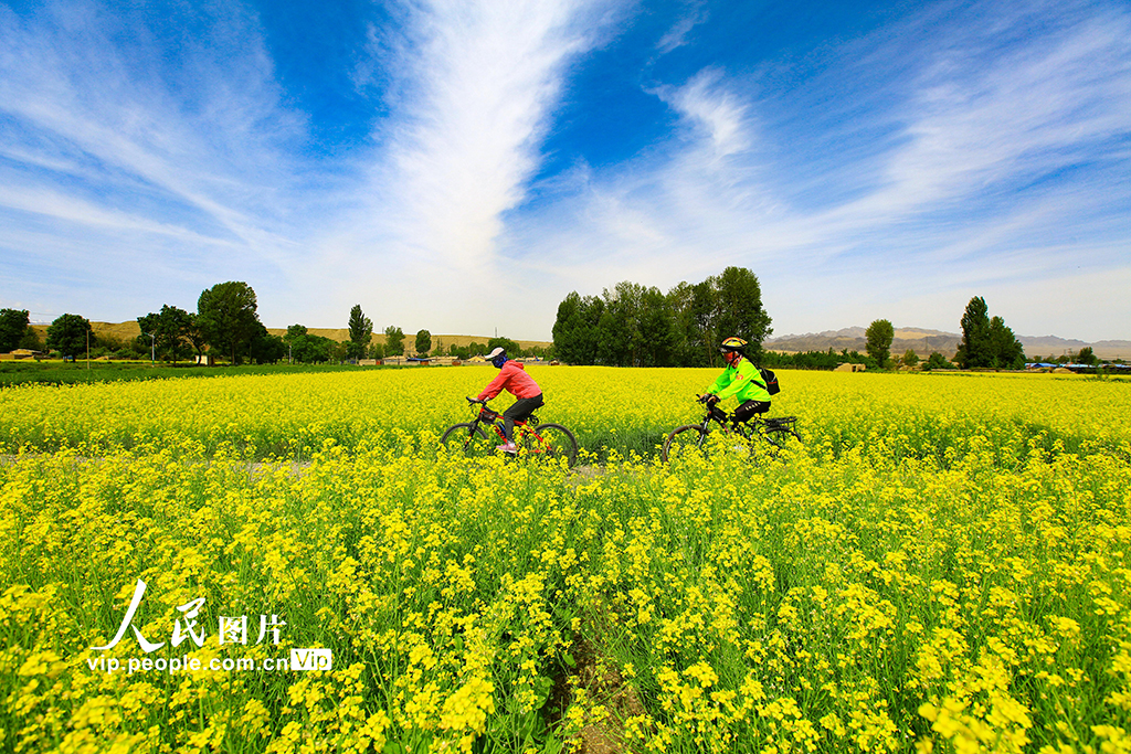甘肃嘉峪关：长城脚下油菜花开引客来