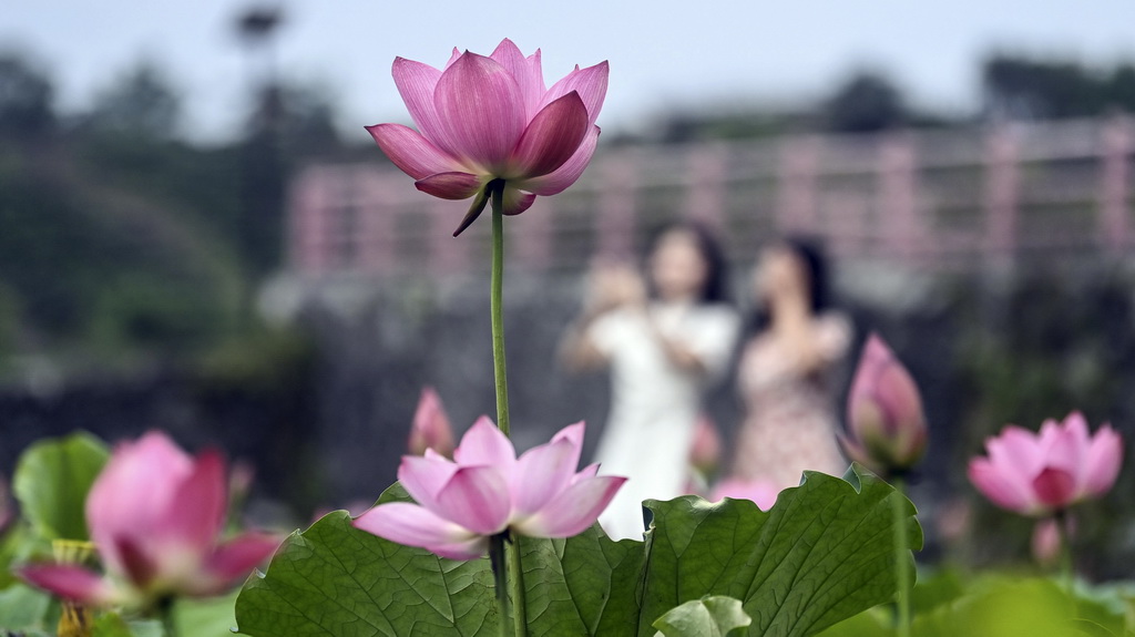 夏日荷花绽放