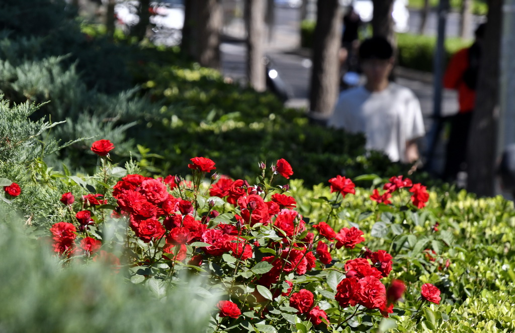 月季花扮靓北京道路