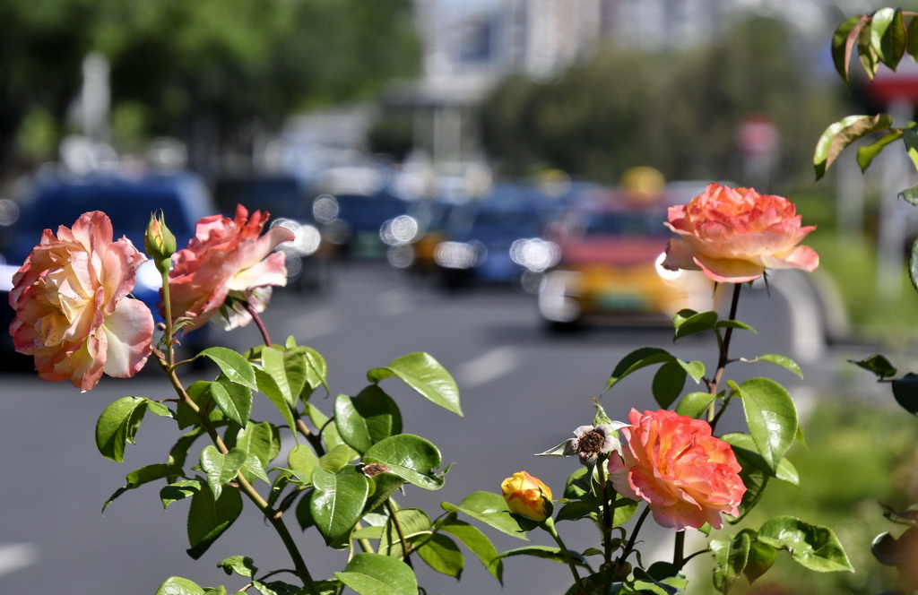 6月4日，北京市海淀区一处道路绿化带里盛开的月季花。