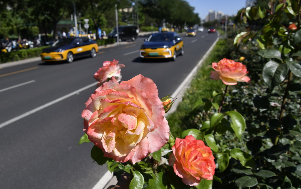 6月4日，北京市海淀区一处道路绿化带里盛开的月季花。