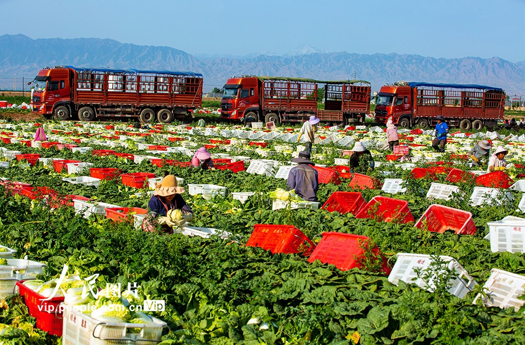甘肃张掖：夏菜丰收供应市场