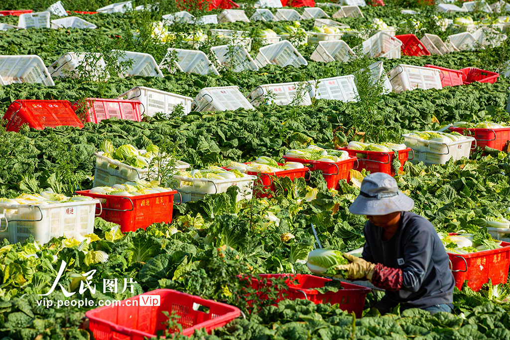 甘肃张掖：夏菜丰收供应市场【2】